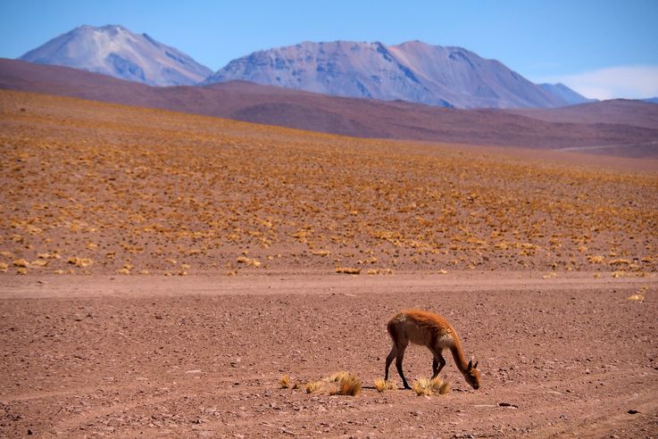 Vigogne (<i>Vicugna vicugna</i>) - désert d'Atacama