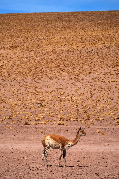 Vigogne (<i>Vicugna vicugna</i>) - désert d'Atacama