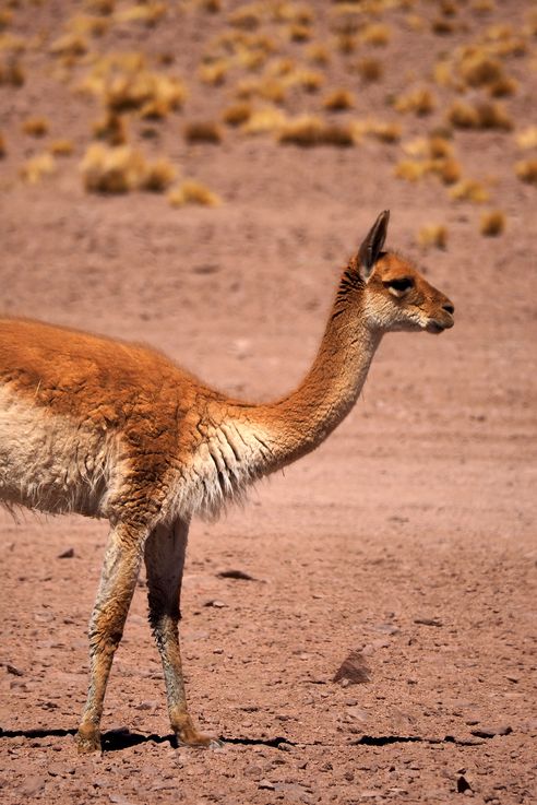 Vigogne (<i>Vicugna vicugna</i>) - désert d'Atacama