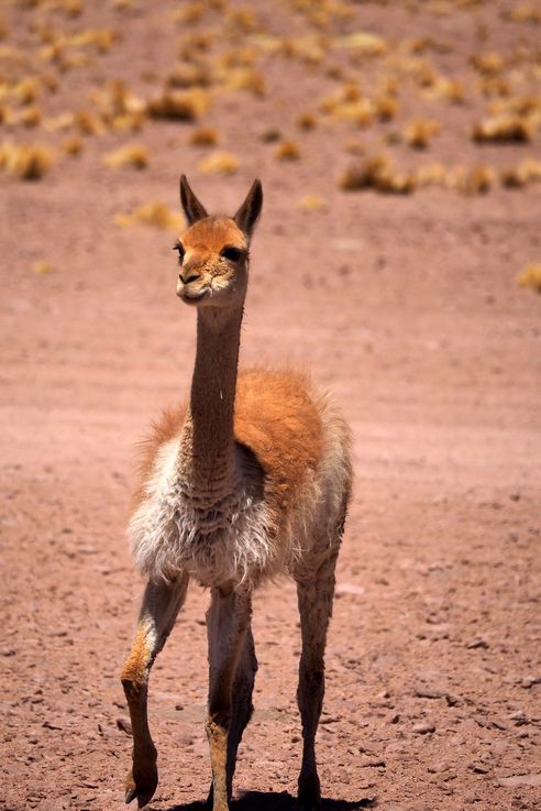 Vigogne (<i>Vicugna vicugna</i>) - désert d'Atacama