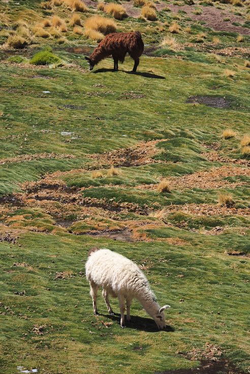 Alpaga (<i>Vicugna pacos</i>) - désert d'Atacama