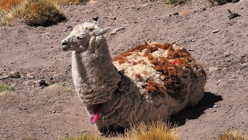 Alpaga (<i>Vicugna pacos</i>) - désert d'Atacama