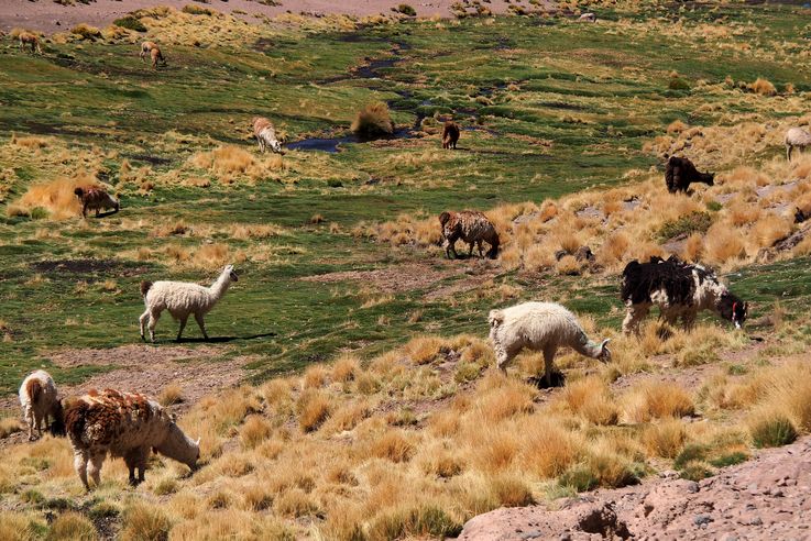 Alpaga (<i>Vicugna pacos</i>) - désert d'Atacama