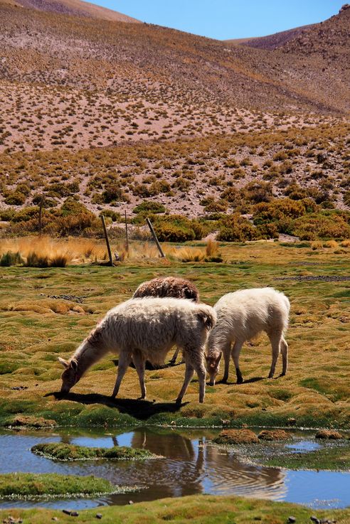 Alpaga (<i>Vicugna pacos</i>) - désert d'Atacama