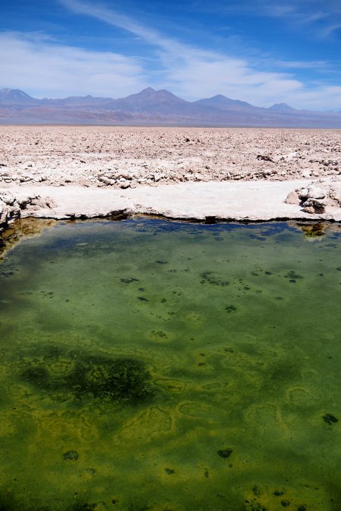 Salar de Chaxa - désert d'Atacama