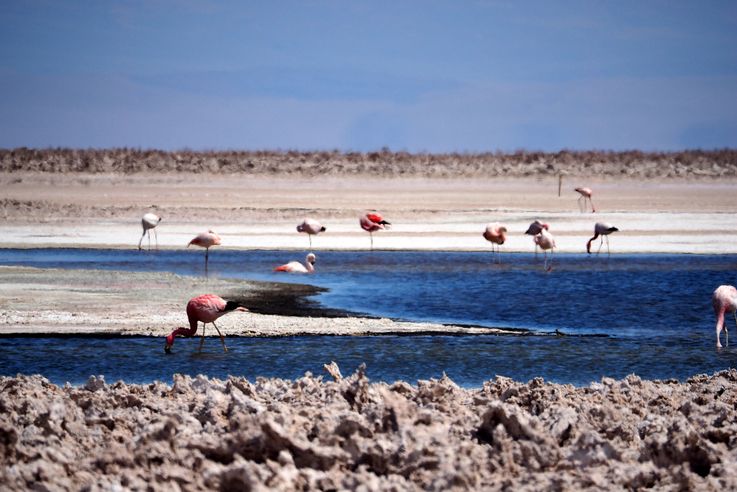 Flamant des Andes (<i>Phoenicoparrus andinus</i>) - désert d'Atacama