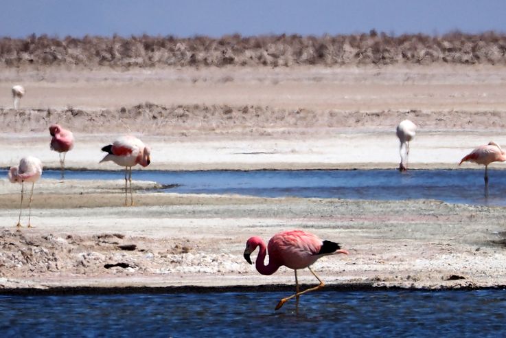 Flamant des Andes (<i>Phoenicoparrus andinus</i>) - désert d'Atacama