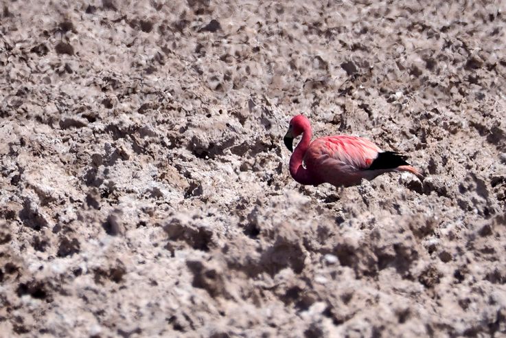 Flamant des Andes (<i>Phoenicoparrus andinus</i>) - désert d'Atacama