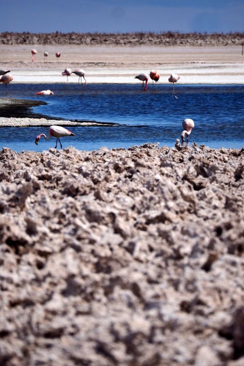 Flamant des Andes (<i>Phoenicoparrus andinus</i>) - désert d'Atacama