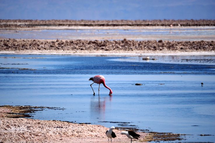 Flamant des Andes (<i>Phoenicoparrus andinus</i>) - désert d'Atacama