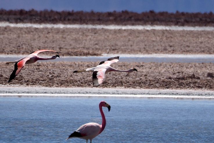 Flamant des Andes (<i>Phoenicoparrus andinus</i>) - désert d'Atacama