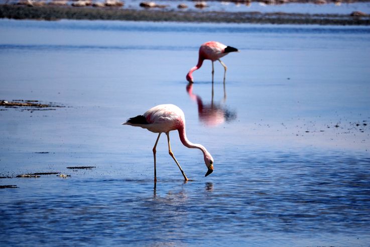 Flamant des Andes (<i>Phoenicoparrus andinus</i>) - désert d'Atacama