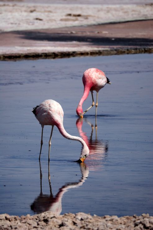 chili-20161118-5765-atacama-laguna-salar-de-chaxa-flamant-des-andes-phoenicoparrus-andinus.jpg