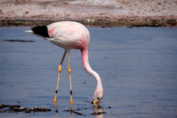 Flamant des Andes (<i>Phoenicoparrus andinus</i>) - désert d'Atacama