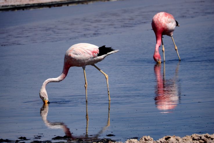 Flamant des Andes (<i>Phoenicoparrus andinus</i>) - désert d'Atacama