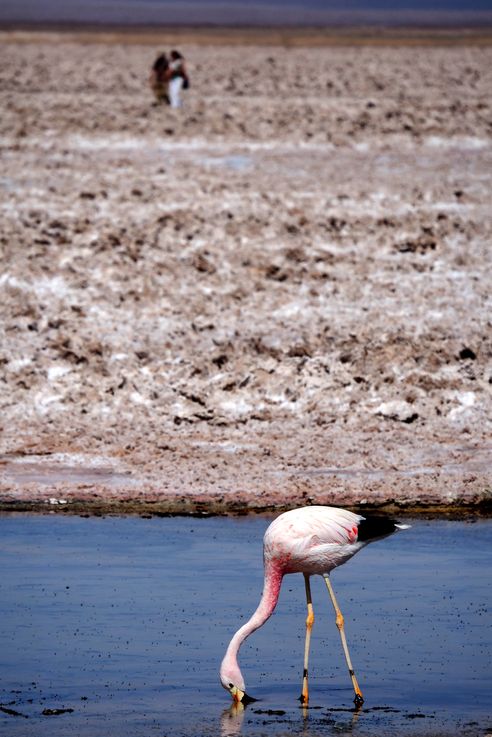 Flamant des Andes (<i>Phoenicoparrus andinus</i>) - désert d'Atacama