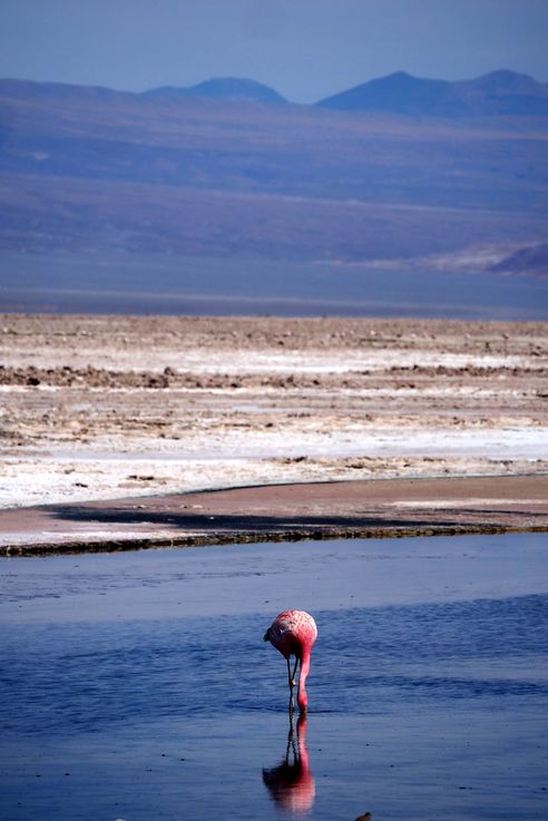 Flamant des Andes (<i>Phoenicoparrus andinus</i>) - désert d'Atacama