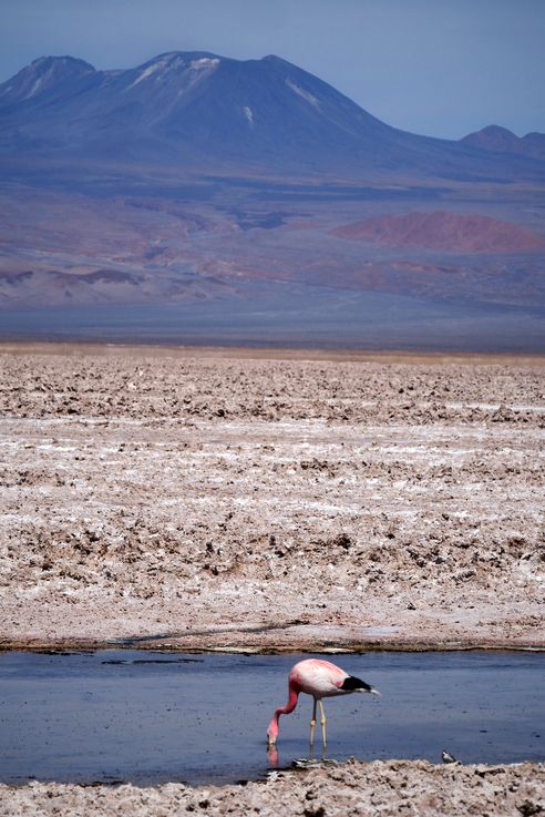 Flamant des Andes (<i>Phoenicoparrus andinus</i>) - désert d'Atacama