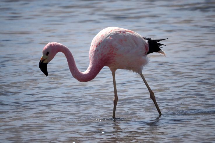 Flamant des Andes (<i>Phoenicoparrus andinus</i>) - désert d'Atacama