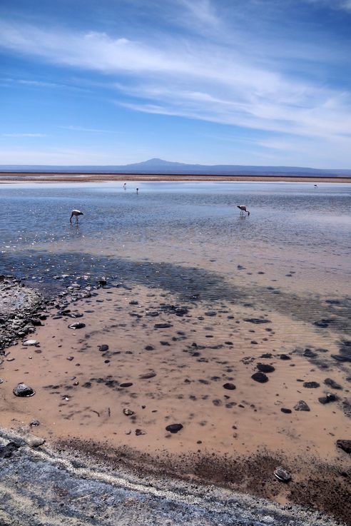 Salar de Chaxa - désert d'Atacama