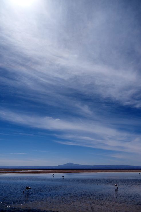 Salar de Chaxa - désert d'Atacama