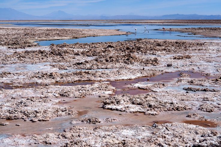 Salar de Chaxa - désert d'Atacama