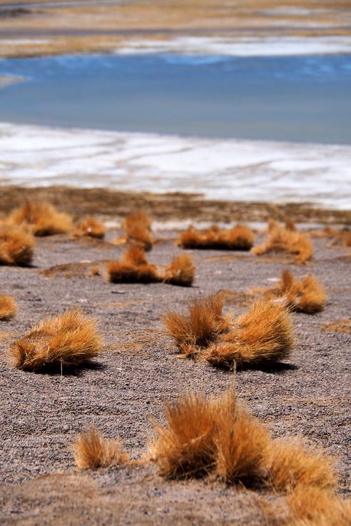 Fétuque festuca orthophylla - désert d'Atacama