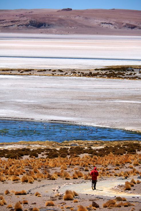 Le salar de Tara - désert d'Atacama