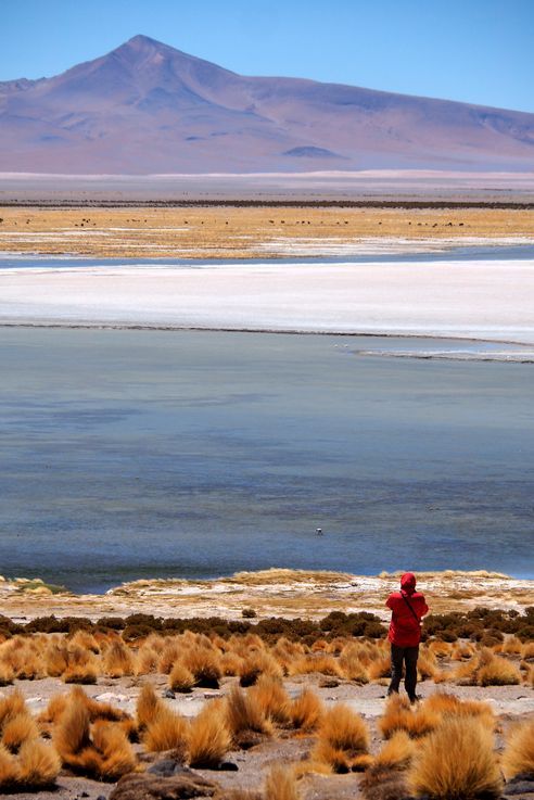 Le salar de Tara - désert d'Atacama