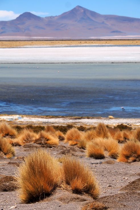 Fétuque festuca orthophylla - désert d'Atacama