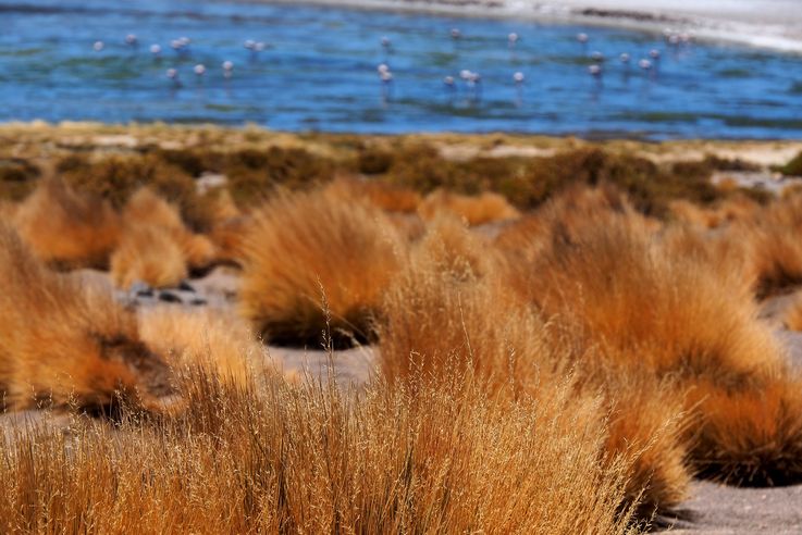 Fétuque festuca orthophylla - désert d'Atacama