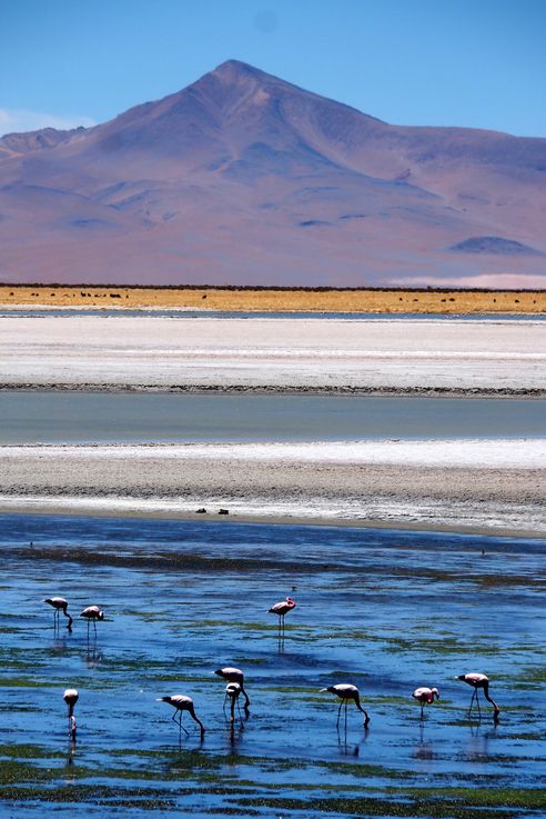 Le salar de Tara - désert d'Atacama