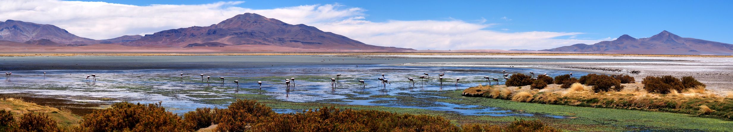 Le salar de Tara - désert d'Atacama