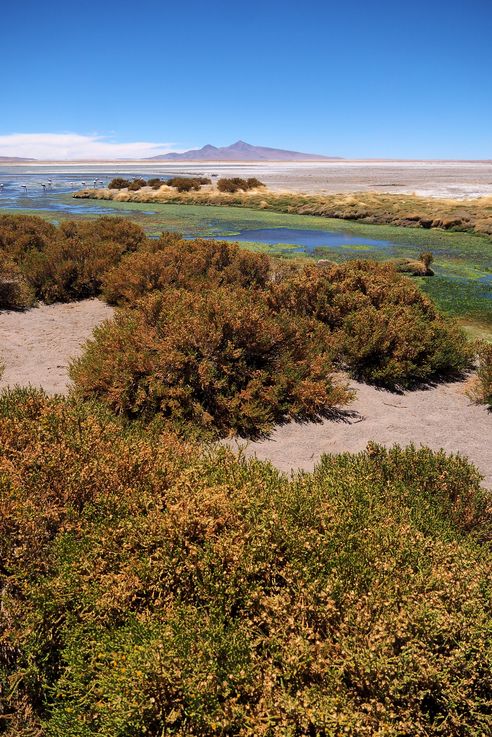 Le salar de Tara - désert d'Atacama