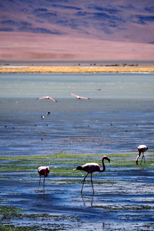 Flamant des Andes (<i>Phoenicoparrus andinus</i>) - désert d'Atacama