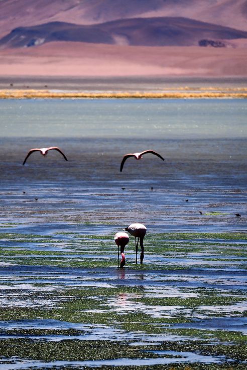 Flamant des Andes (<i>Phoenicoparrus andinus</i>) - désert d'Atacama