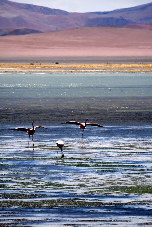 Flamant des Andes (<i>Phoenicoparrus andinus</i>) - désert d'Atacama