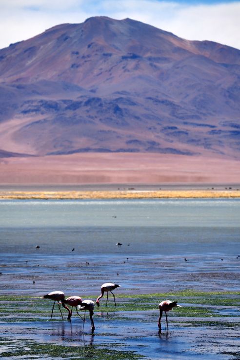 Flamant des Andes (<i>Phoenicoparrus andinus</i>) - désert d'Atacama