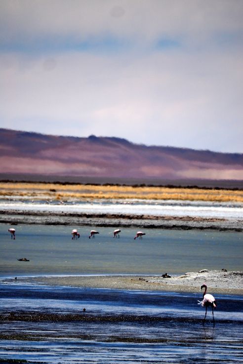 Flamant des Andes (<i>Phoenicoparrus andinus</i>) - désert d'Atacama