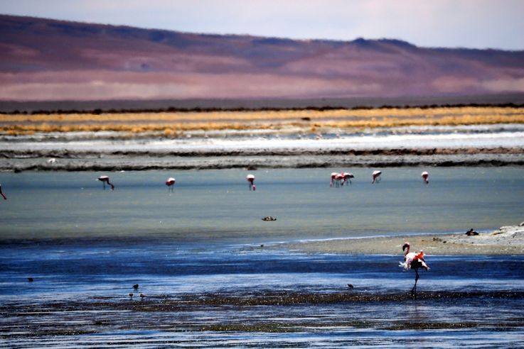 Flamant des Andes (<i>Phoenicoparrus andinus</i>) - désert d'Atacama