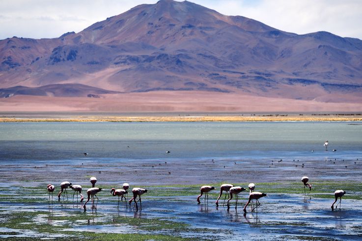 Flamant des Andes (<i>Phoenicoparrus andinus</i>) - désert d'Atacama