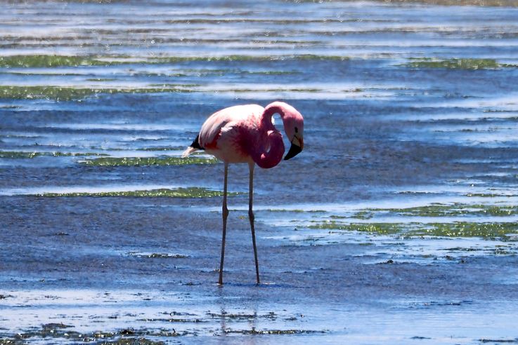 Flamant des Andes (<i>Phoenicoparrus andinus</i>) - désert d'Atacama