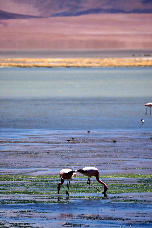 Flamant des Andes (<i>Phoenicoparrus andinus</i>) - désert d'Atacama