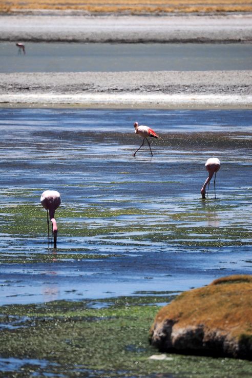 Flamant des Andes (<i>Phoenicoparrus andinus</i>) - désert d'Atacama