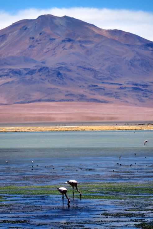 Flamant des Andes (<i>Phoenicoparrus andinus</i>) - désert d'Atacama