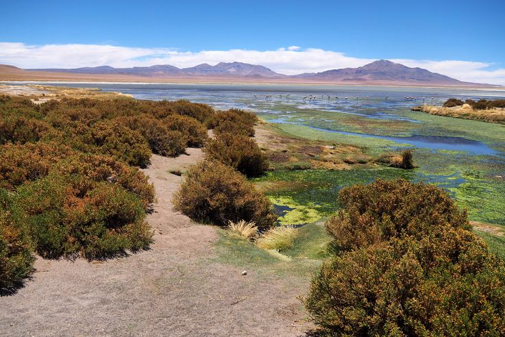 Le salar de Tara - désert d'Atacama