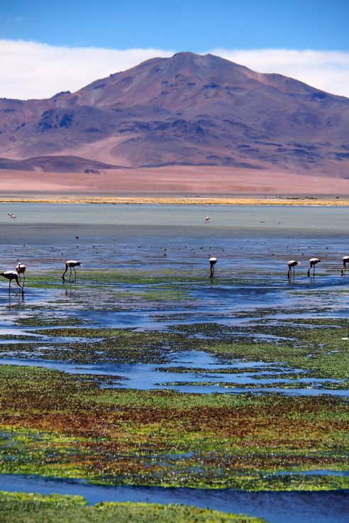 Le salar de Tara - désert d'Atacama