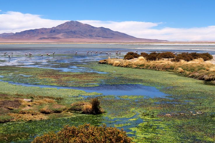 Le salar de Tara - désert d'Atacama