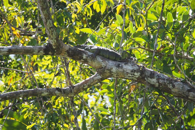 Iguane sur sa branche