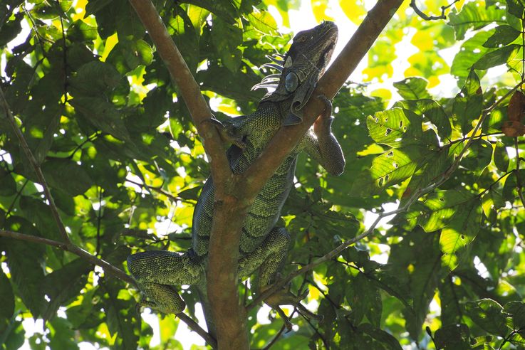 Iguane sur sa branche